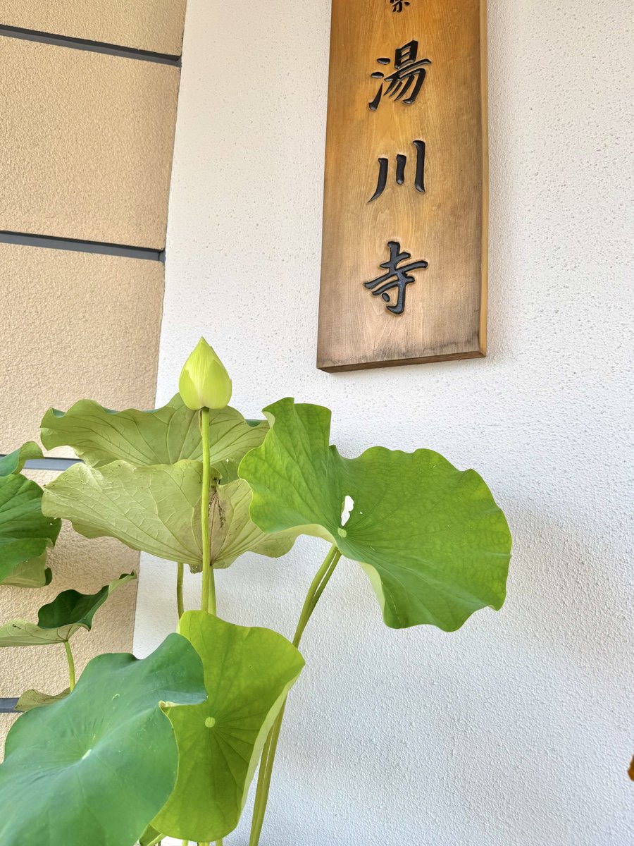 tsutsu111111's tweet image. 7月22日、湯川寺の蓮速報です。お寺の玄関前に蓮の鉢を移動しました。最初の花が丸みを帯びてきて、もう少しで開きそうです。今日も良い一日でありますように。