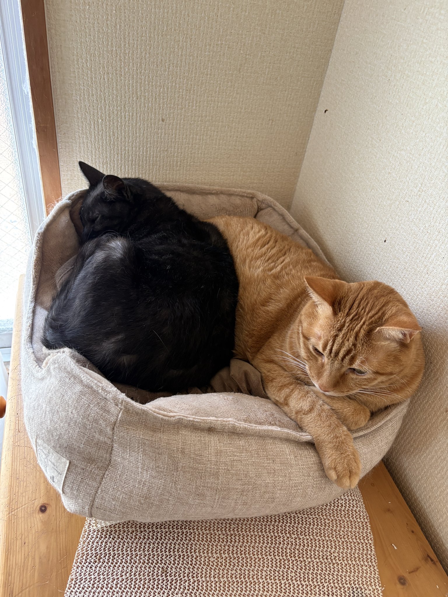 nyanco! with 保護猫 ❤️ Lingo on X: 