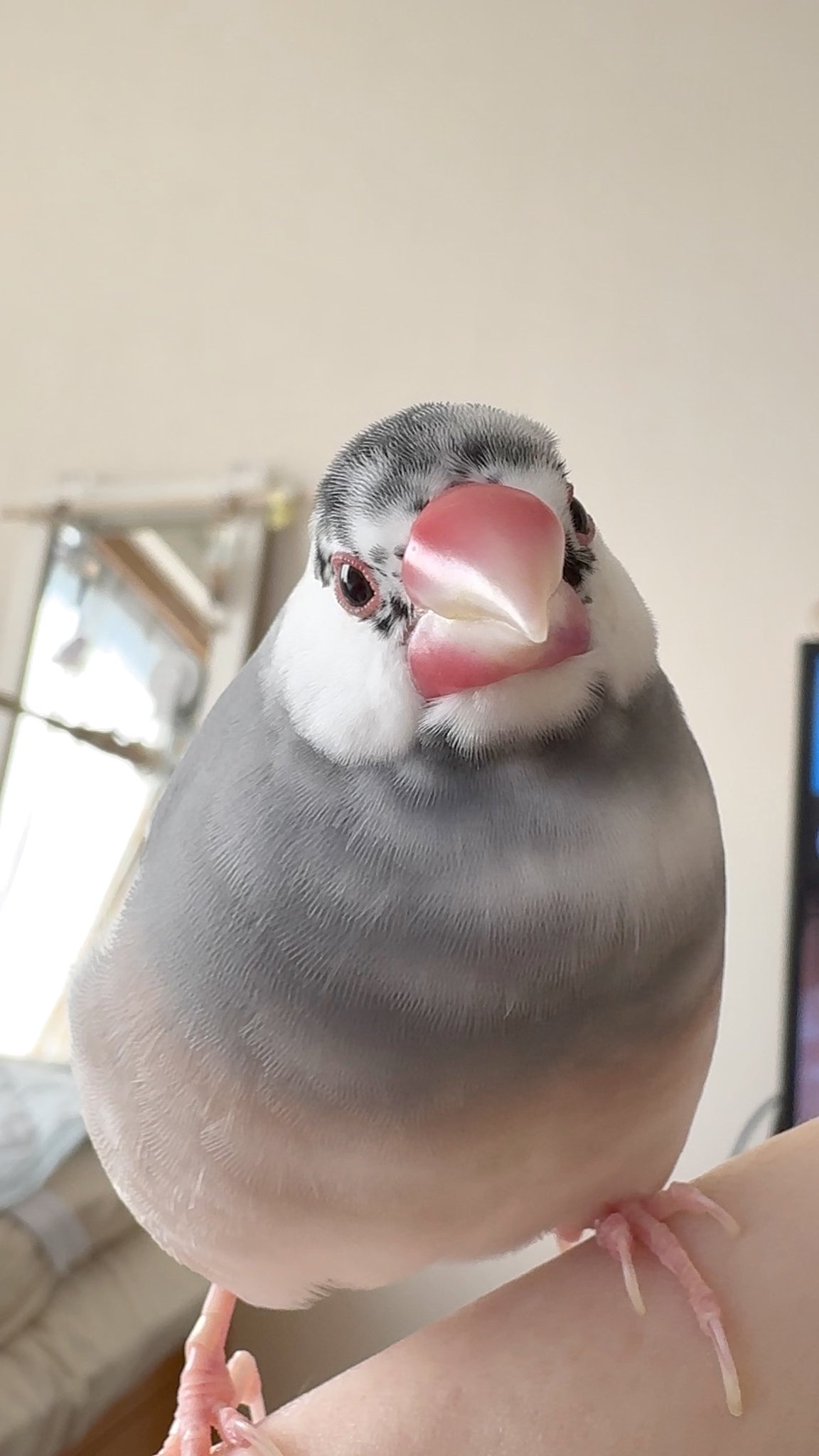 ふく（幸せ文鳥ライフ） on X: 