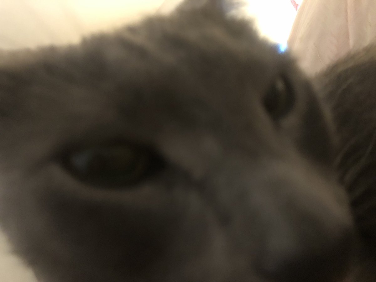 el mini infarto que me da cuando escucho a gatos pelear pensando que es el pelotudo d damian q se escapó