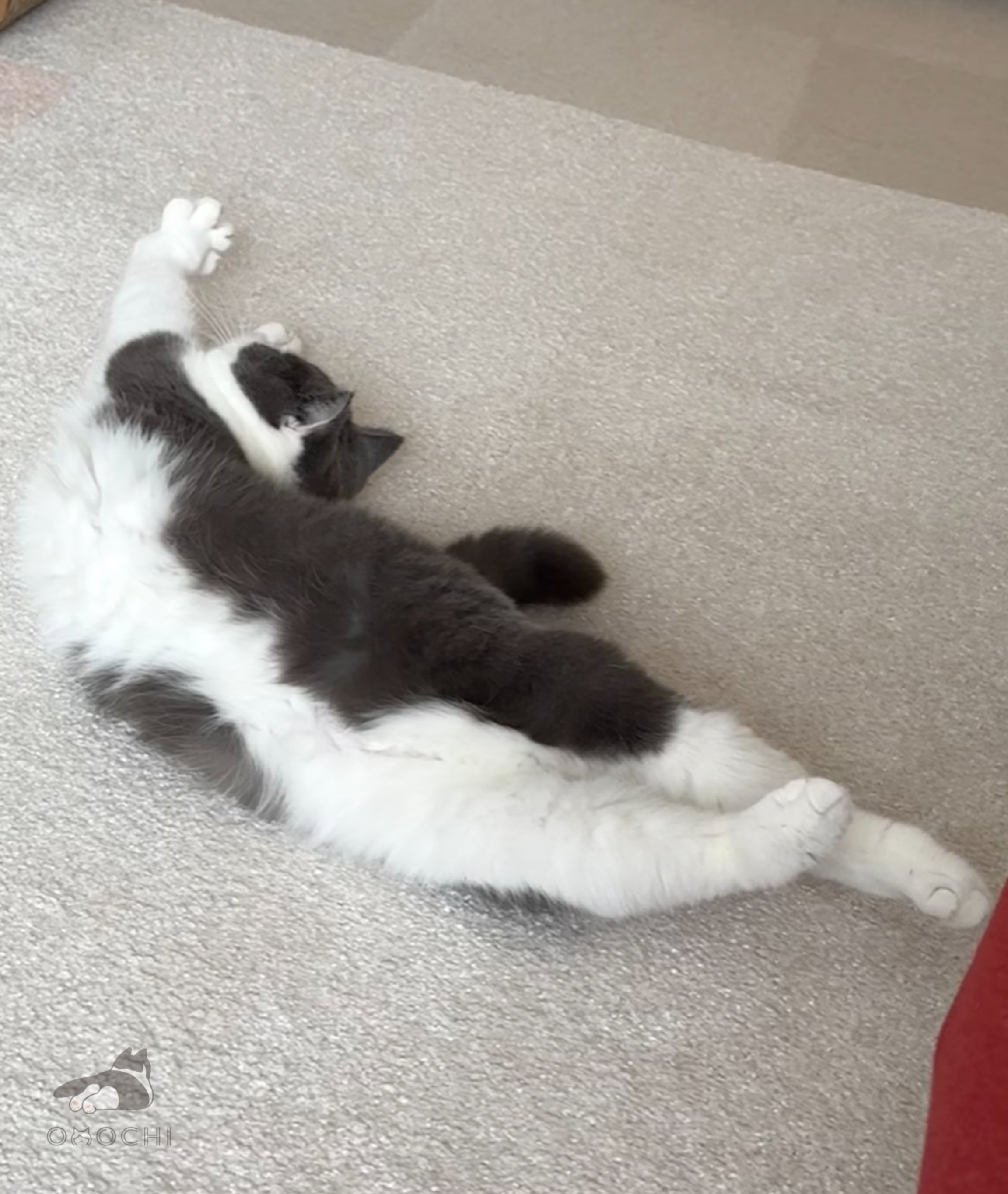おもちねこページ50個 71vNGQWswsL._AC_SY200_QL15_.jpg
