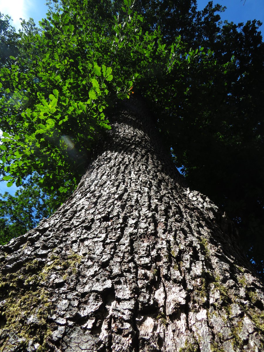 MatthewShute's tweet image. Abundant, so to wound it would be travesty:
triumphant totem to the woods, tree majesty!
#ThickTrunkTuesday
💚 🩶 🌳 💙