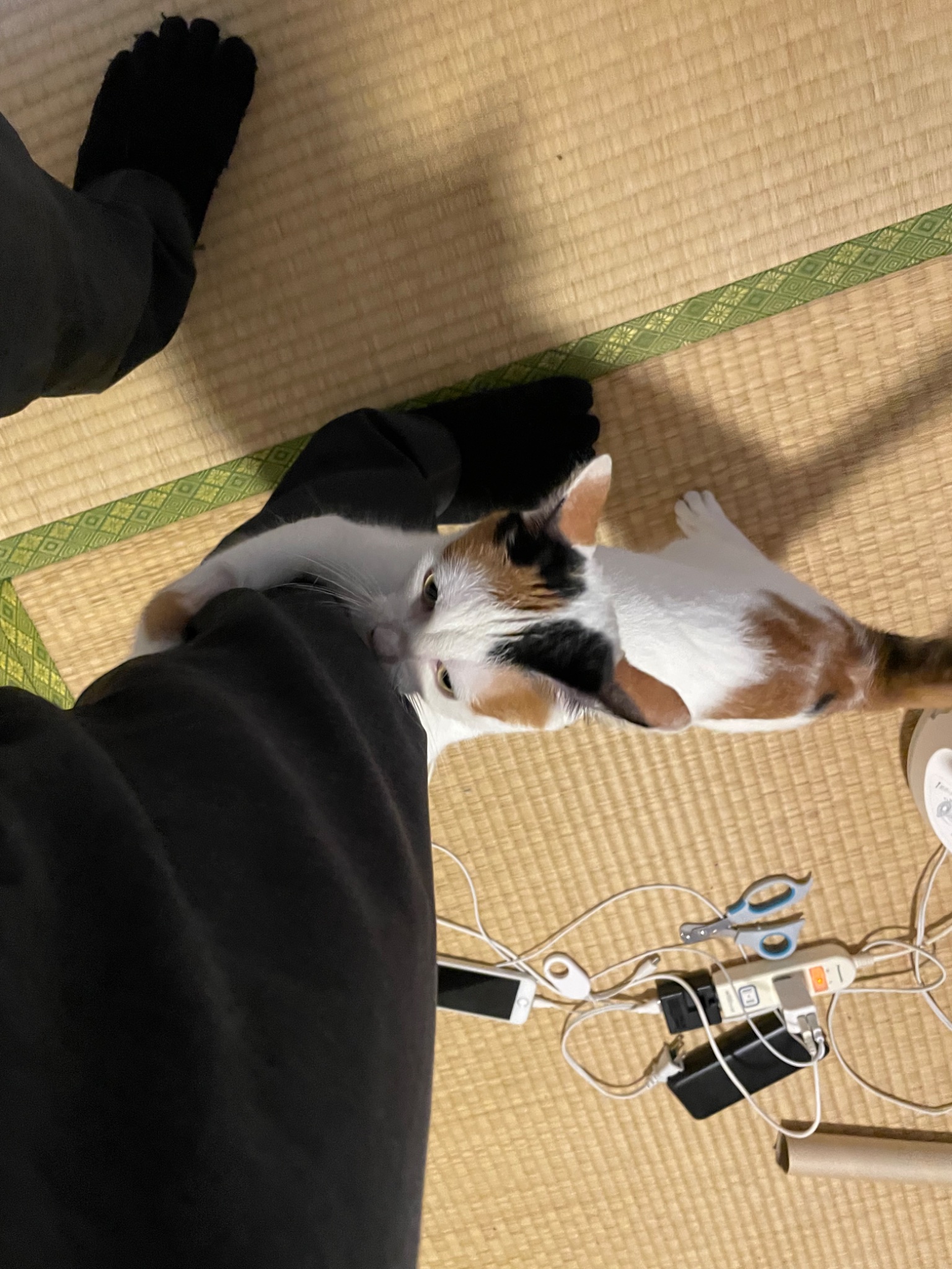 【猫チキ！】TACKLEと3K白猫!! hqdefault.jpg
