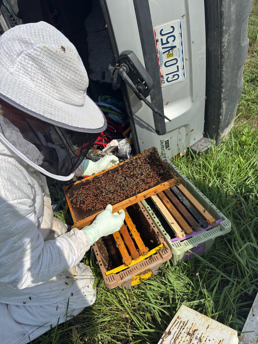 2 people were taken to the hospital when their vehicle went off the road &amp; rolled in Cedar Hill Saturday. Fire Chief Mick Fischer who is also a beekeeper was able to rescue a colony of bees they were transporting (3-5,000 bees). <a href="/KMOV/">KMOV</a>
