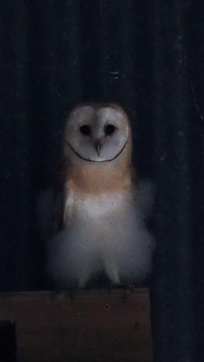 the_beeguy's tweet image. Meet Billy Elliot!
The first of this year’s Barn Owl fledglings to venture out of the nest box here on World Bee Sanctuary.
Barn Owls have been here since we came along - we’ve always just taken their presence for granted and let them get on with it but we installed a nest box in…