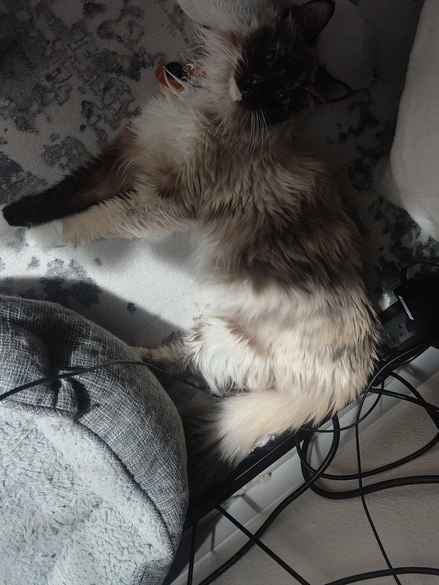 winter_wolve's tweet image. If everything works out I will be streaming tomorrow "if" my job doesn't have me covered a shift to stay late! 🙏
Miss you guys!
Gacha catch up Grind ( Nikke, HRS, and maybe Umamusmen!
Gaming before I go to Canada!
Day 8 of Uncapped Subathon for Matisse's Medical treatment!