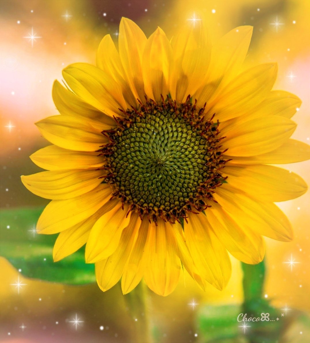 ChocoChocolLove's tweet image. .
֒˖*𖤣𖥧︎︎𓂃₊✼̥୭*ˈ

𖥸  𖦥  𝙶𝚘𝚘𝚍  𝚖𝚘𝚛𝚗𝚒𝚗𝚐 𖦥 𖧡

低浮上にもかかわらず
いいね♡ RP リプを
ありがとうございます✨
優しい繋がりにも感謝です♪

今週も 笑顔いっぱいの
時間でありますように☘️

                       ֒֒𖥧𖧧 ˒˒.𓂃𓈒✼୭꙳⋆✵

#TLを花でいっぱいにしよう