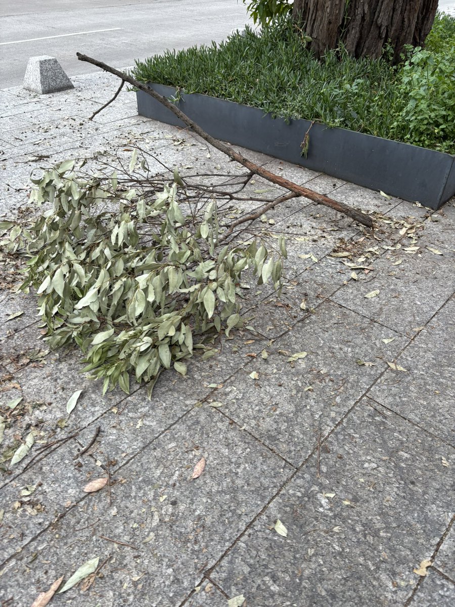 nat teutle tweet media