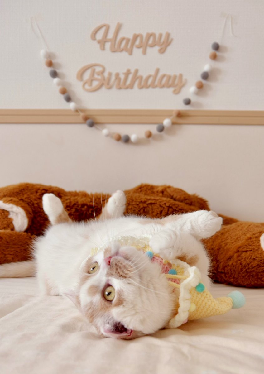 ホイちゃんお誕生日おめでとう🎊
もう10歳だなんて驚きです。
まだまだ子猫ちゃんのように思えます。
生まれてきてくれて本当にありがとう。
まだまだ元気で隣にいてね。