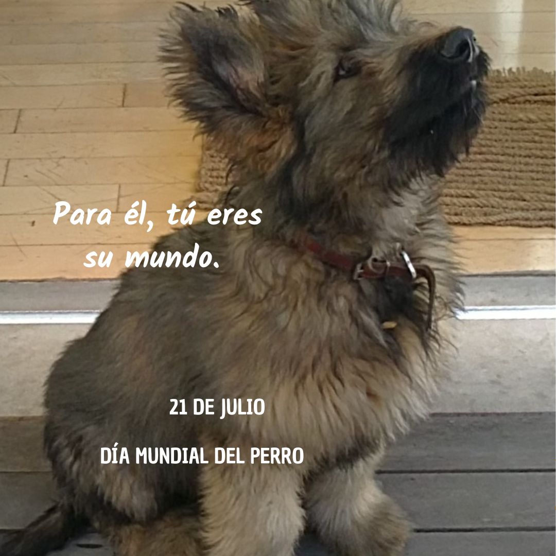 A celebrar el #DiaDelAmigo #DiaDelPerro