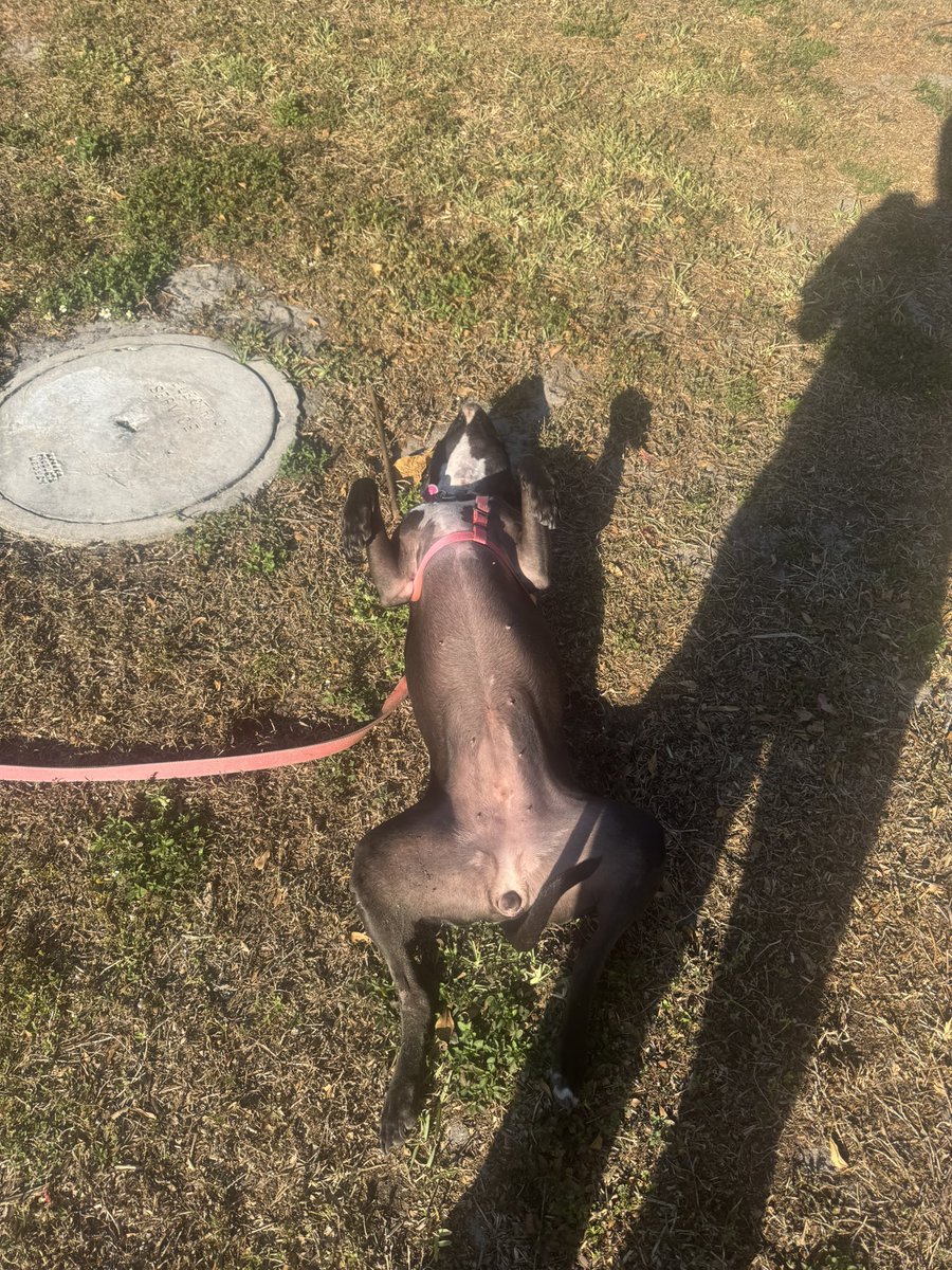 Woof… (translation) nailing the Nipinator Indicator!