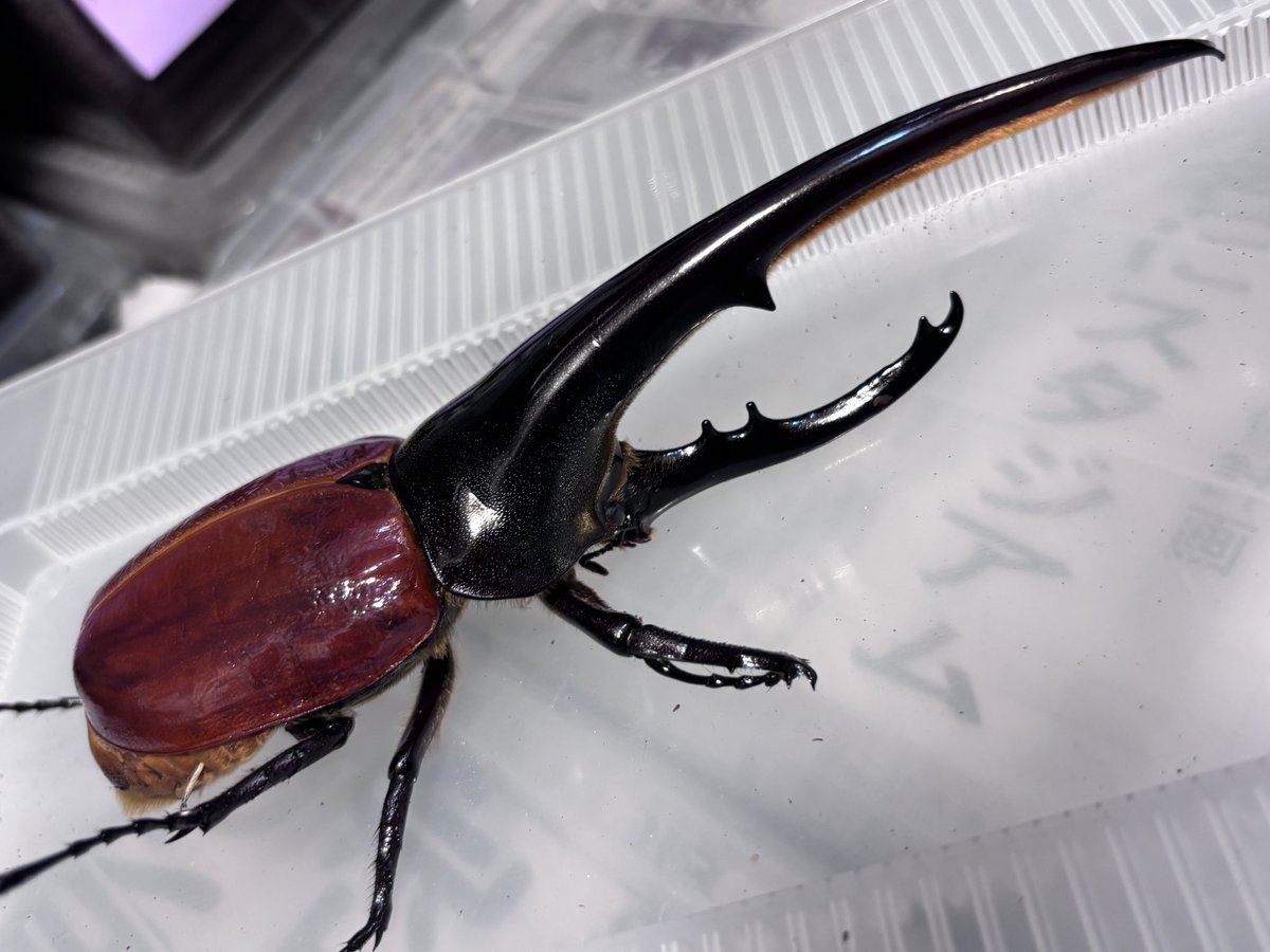 (コブラ) コブラ ,ファルネーゼのヘラクレス 高さ60cm コブラ様専用) コブラ ,ファルネーゼのヘラクレス 高さ60cm