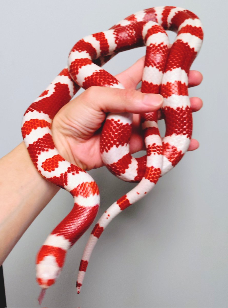 wanted_to_pet's tweet image. メンテで外に連れ出されるフラン🐍
相変わらず飼い主のことは嫌い😆
#ホンジュランミルクスネーク
タンジェリンアルビノ