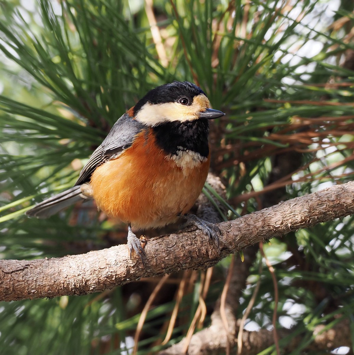 littlebirdxxm's tweet image. 『今日は、、、22日。
可愛いニーニーの日だニー!!🧡🖤』
と、ちょっぴり
ドヤってるニーニーです🤣🎉
#毎月22日はニーニーの日
#ニーニーの日 #ヤマガラ #野鳥
#野鳥撮影 #bird #小鳥