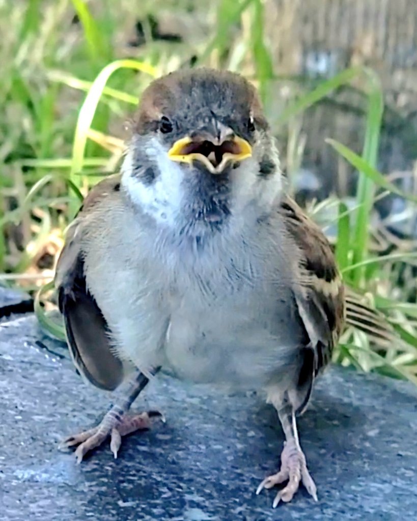 pi_pipi33's tweet image. ヒナスズメﾁｬﾝ👶♪
ｵﾊﾖｰｺﾞｻﾞｲﾏｽ 🐥(⁠•⁠ө⁠•⁠)⁠