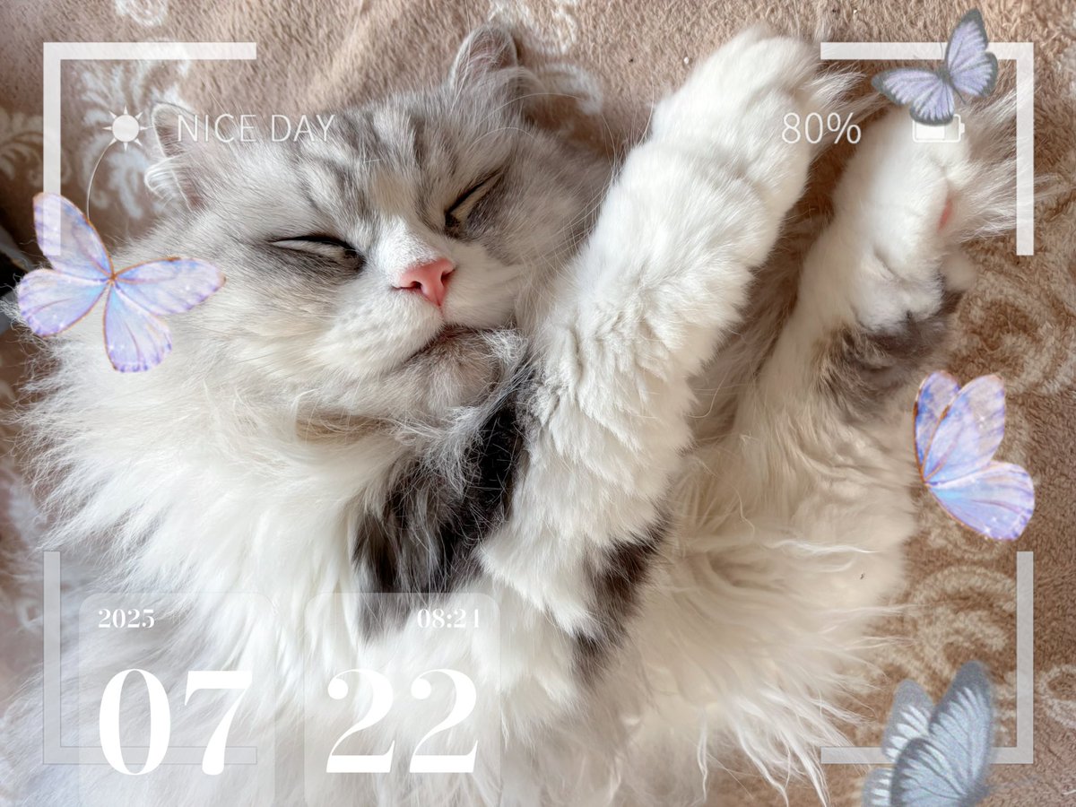 7月22日 月曜日✨
٩(„❛ ֊ ❛„)*おはよ*🌸
良い一日になりますように₍˄·͈༝·͈˄₎◞ෆ⃛̑̑ෆ⃛
今日もﾅｶﾖｼ(๑ơ ₃ ơ)人(ㆁωㆁ*)ﾖﾛｼｸ️🐾

今日も暑い🥵
(*`н´*)ﾄｰ( •́ㅿ•̀ )ｹｰ(´&gt;ω&lt;`)ﾙｰ

ミルクと一緒に寝ていたい🥹
（´・ω・`）ｼｮﾎﾞｰﾝ

#猫好きさんと繋がりたい𓏲𓎨