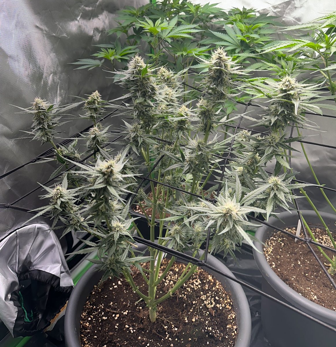 Lasst Liebe da 💎
#fypage #trend #grow #plant #weed #weedmemes #trendy #germany #spain #german #weedsociety #weeding #fyp