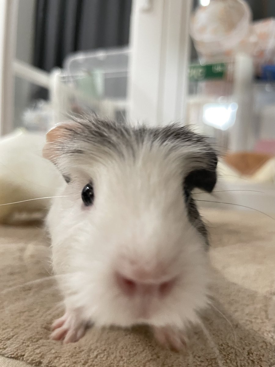guineazimseung's tweet image. 애기가 겁이 너무 없군