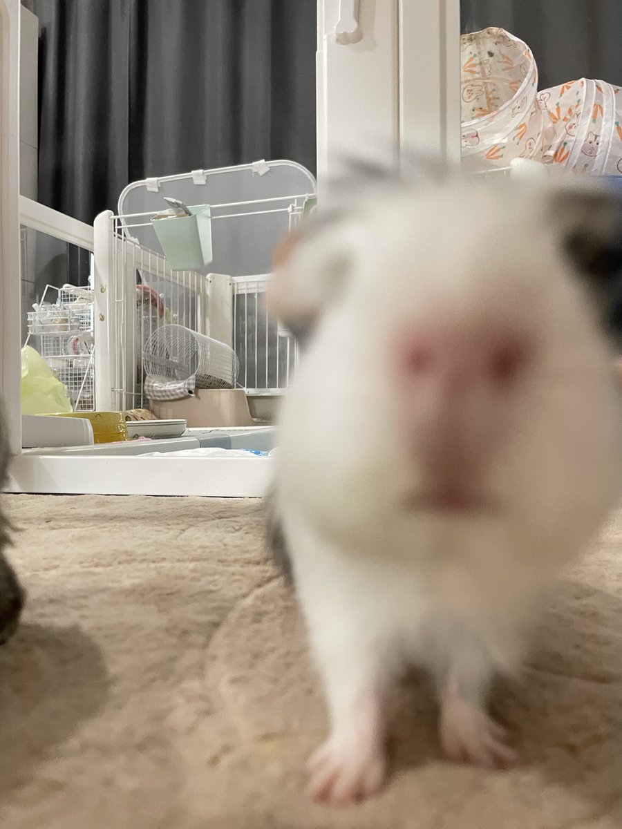 guineazimseung's tweet image. 애기가 겁이 너무 없군