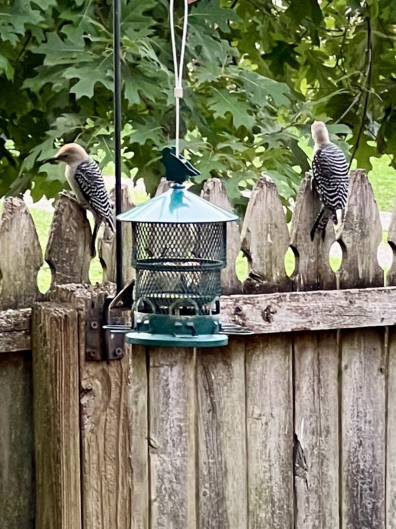 alancornett's tweet image. I don’t want to brag, but I just had three red bellied woodpeckers at my bird feeder at the same time.