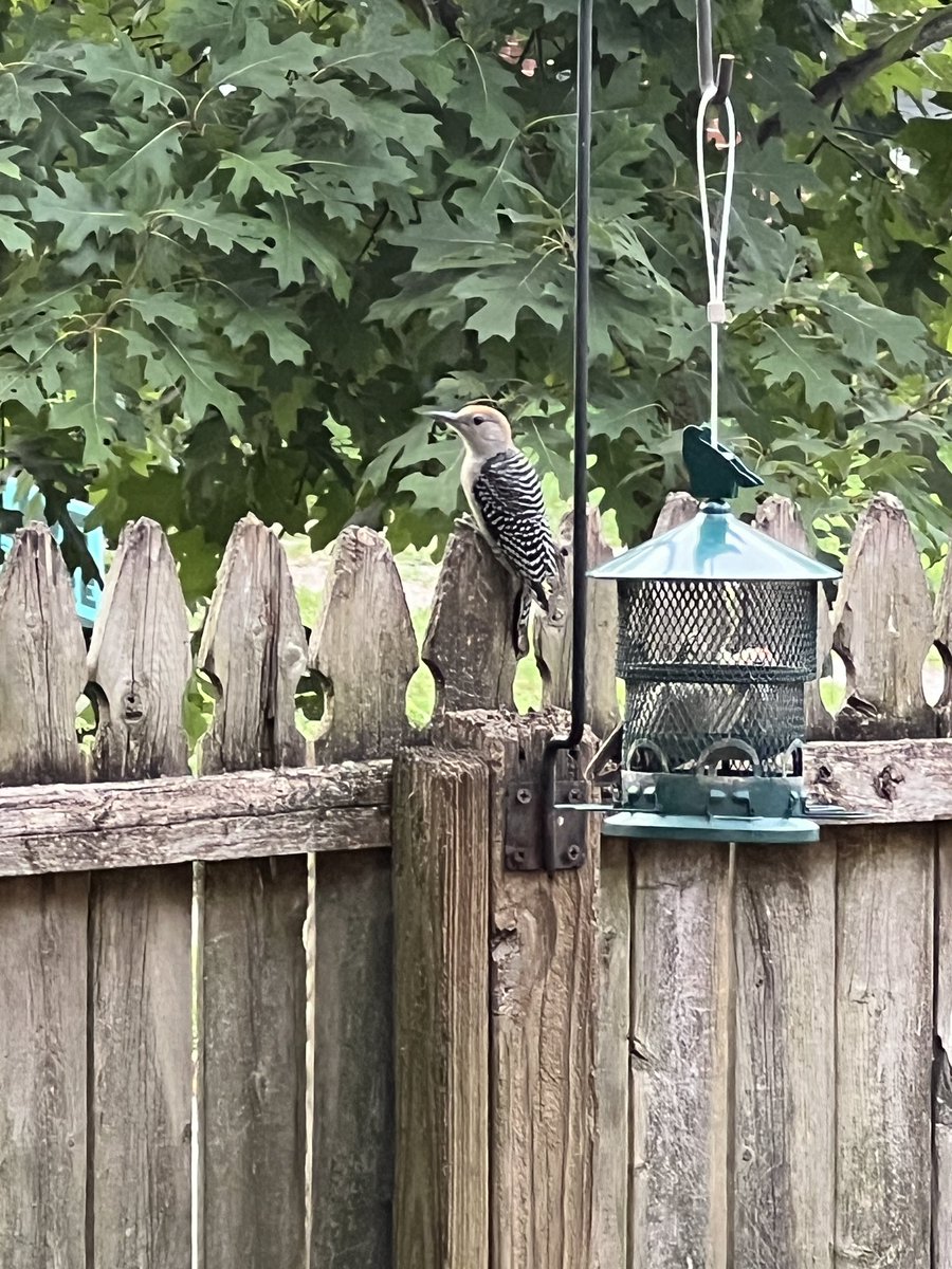 alancornett's tweet image. I don’t want to brag, but I just had three red bellied woodpeckers at my bird feeder at the same time.