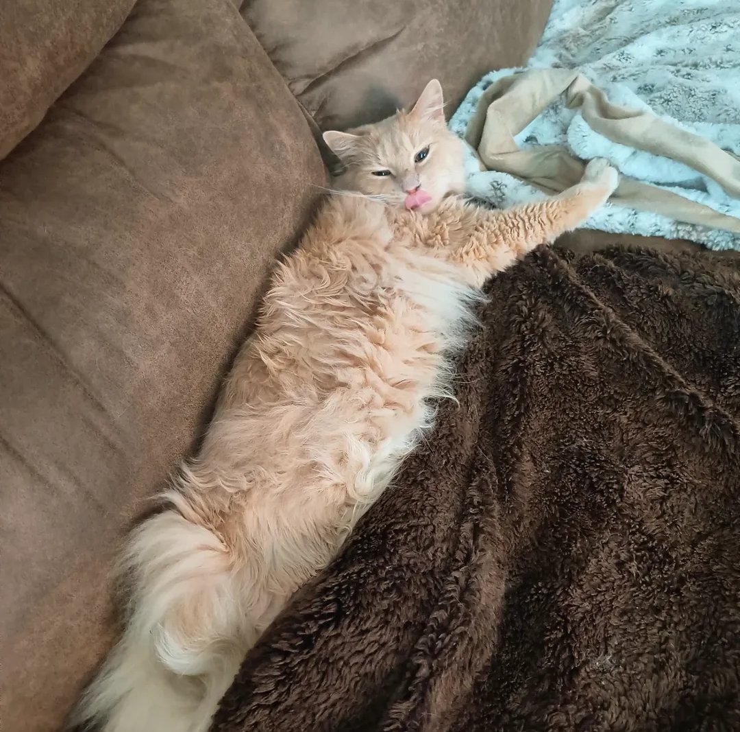 catghoststories's tweet photo. Plz have some pictures of my boy, thank you 🥹🙏🧡

#cats #CatsOfTwitter #CatsAreFamily #cutecats #orangecats #CatsOfX #CatsOnTwitter #CatsOnX #catstagram https://t.co/cFXHsJE3Pe
