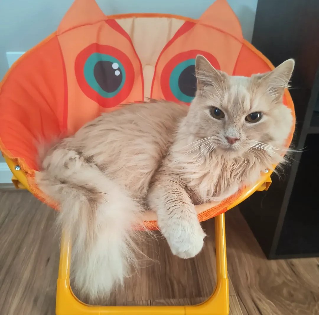 catghoststories's tweet photo. Plz have some pictures of my boy, thank you 🥹🙏🧡

#cats #CatsOfTwitter #CatsAreFamily #cutecats #orangecats #CatsOfX #CatsOnTwitter #CatsOnX #catstagram https://t.co/cFXHsJE3Pe