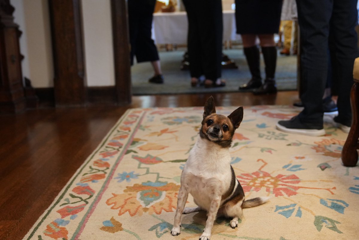GovTinaKotek's tweet image. Teddy knows how to beat the heat—shade, fresh water, & staying cool indoors during the hottest part of the day! As temperatures rise, pets need extra care. Never leave pets in hot cars, provide water, & watch for signs of overheating. For more safety tips, visit @oregonhumane.