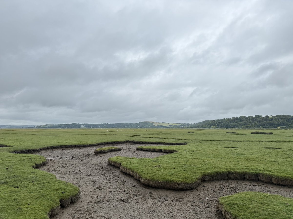 RevRichardColes's tweet image. What have I been doing today? Shepherding saltmarsh sheep on the Gower peninsula if you MUST know.
“Come BY, come BY!”