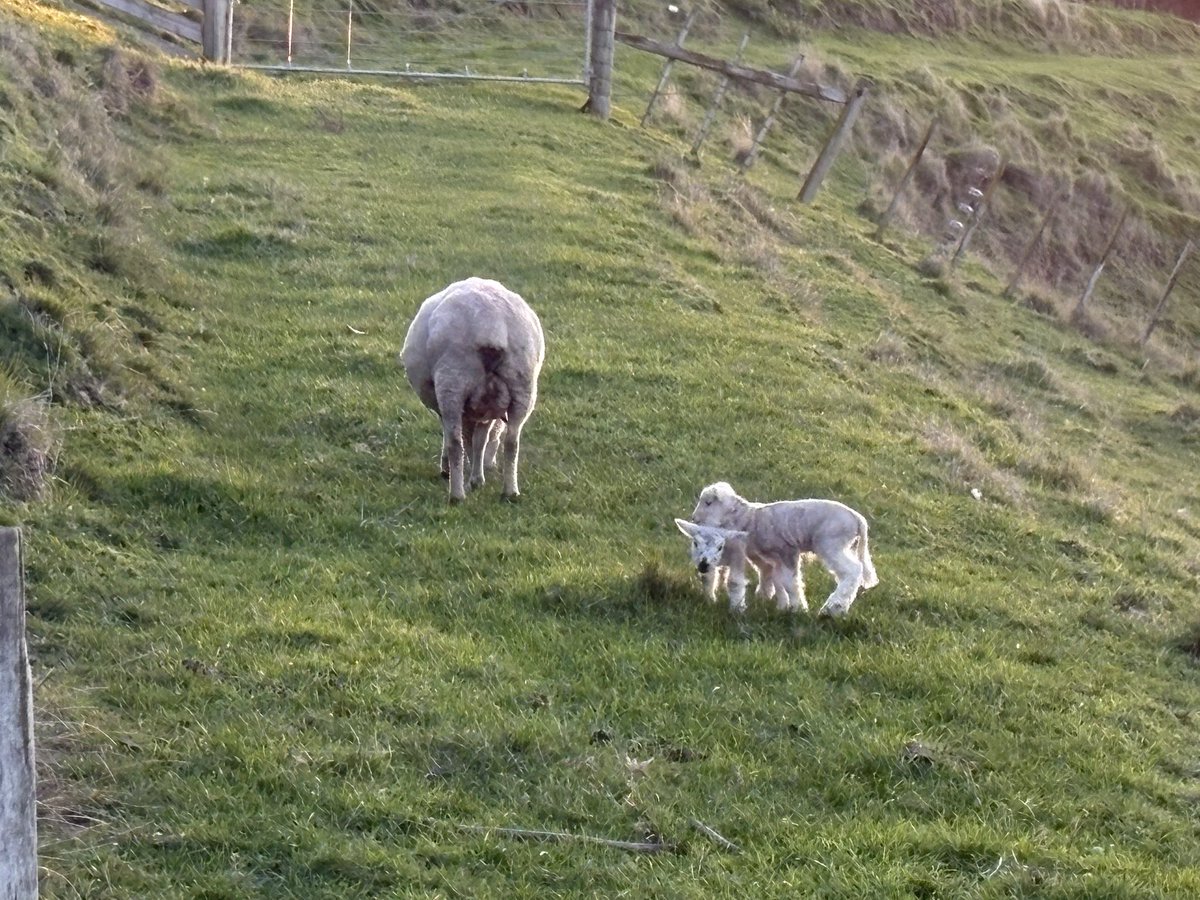 TonyStuart55's tweet image. First lambs of the season for our neighbour’s sheep…