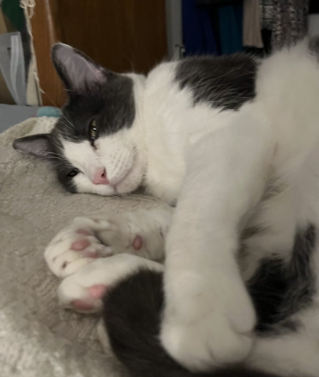 Jazz 🐈‍⬛😽 Sends pawsome love and smiles! 😺  #Cats #CatsOfTwitter #CatsOfX 🐈‍⬛🐾😽