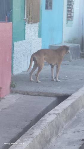 DameTuPatasv's tweet image. Perrito con un bulto bastante grande en su parte trasera 😔
Ayuda por favor, nos envían:
“Hola el perrito esta en cuidad delgado PUNTO DE REFERENCIA IGLESIA EZEL ME PUEDEN AYUDAR A MOVILIZARSE A CHIVO PET EÑ PERRITO ESTA TAPADO DEL ANO NO PUEDE HACER SUS NECESIDADES
SOLO…