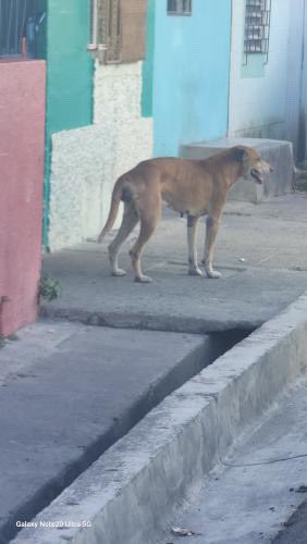 DameTuPatasv's tweet image. Perrito con un bulto bastante grande en su parte trasera 😔
Ayuda por favor, nos envían:
“Hola el perrito esta en cuidad delgado PUNTO DE REFERENCIA IGLESIA EZEL ME PUEDEN AYUDAR A MOVILIZARSE A CHIVO PET EÑ PERRITO ESTA TAPADO DEL ANO NO PUEDE HACER SUS NECESIDADES
SOLO…
