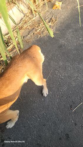 DameTuPatasv's tweet image. Perrito con un bulto bastante grande en su parte trasera 😔
Ayuda por favor, nos envían:
“Hola el perrito esta en cuidad delgado PUNTO DE REFERENCIA IGLESIA EZEL ME PUEDEN AYUDAR A MOVILIZARSE A CHIVO PET EÑ PERRITO ESTA TAPADO DEL ANO NO PUEDE HACER SUS NECESIDADES
SOLO…