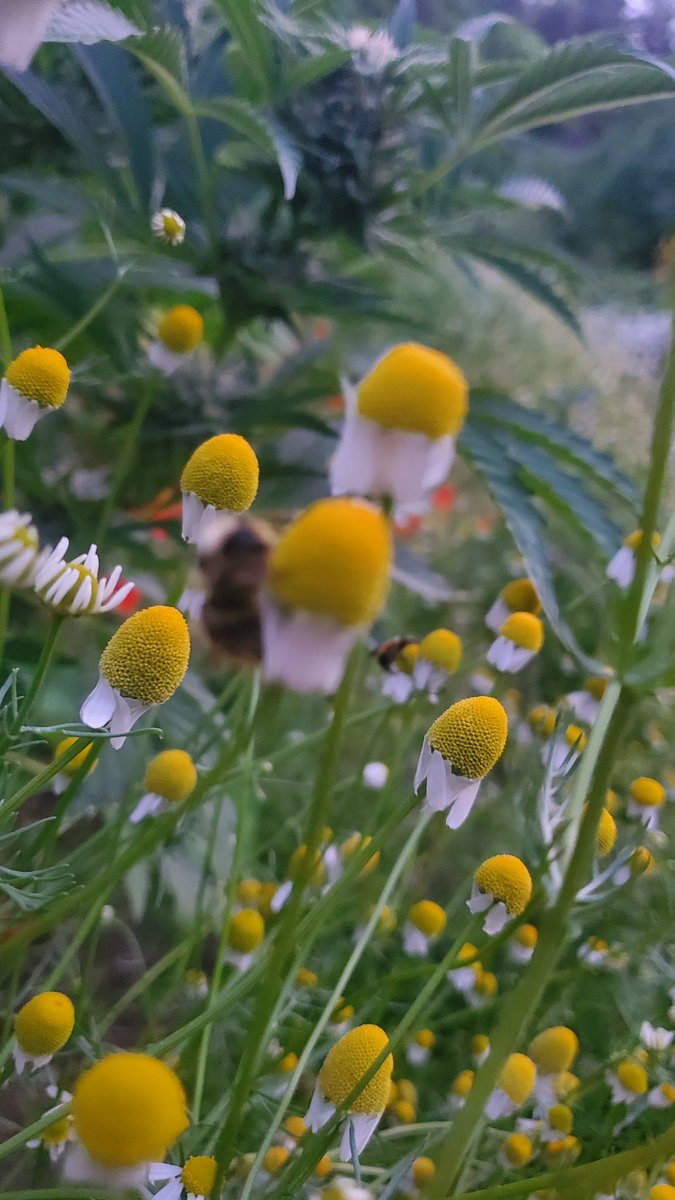 Sleeping bees on Chamomile in a Cannabis garden.
