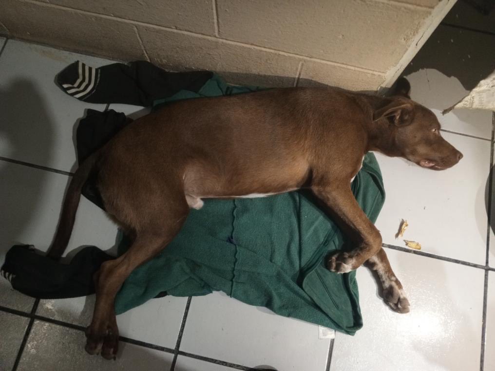 DameTuPatasv's tweet image. LO ATROPELLO UNA MOTO!
Ayuda por favor #ServicioSocial
“me podrían dar una ayuda económica para llevar este perrito al veterinario ya que soy una persona que no los puede pagar porque no trabajó aún, pues a este perrito lo atropello una moto y la moto se dió ala fuga y el…