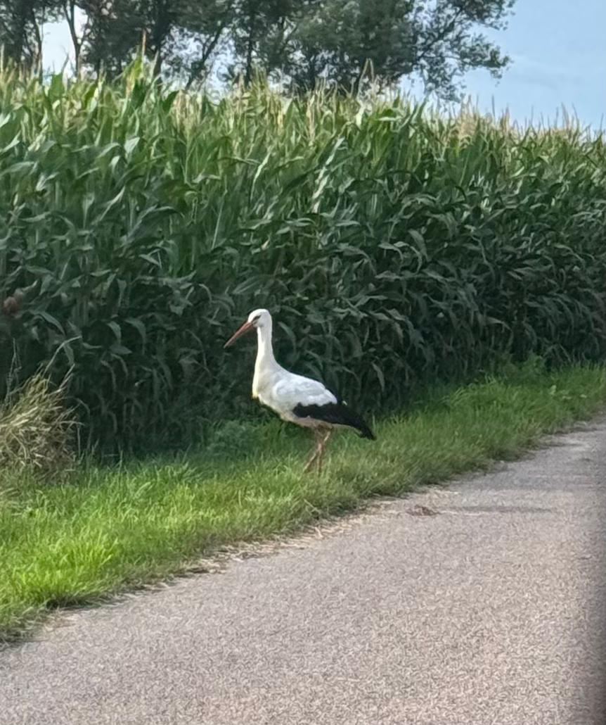 PLinLebanon's tweet image. It seems that our storks had a safe journey from #Lebanon! It is good to see them in #Poland! @polskapomoc