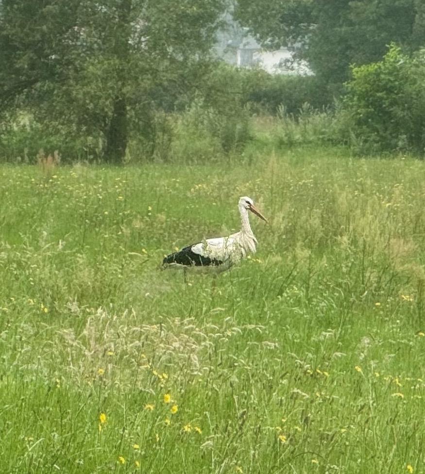 PLinLebanon's tweet image. It seems that our storks had a safe journey from #Lebanon! It is good to see them in #Poland! @polskapomoc