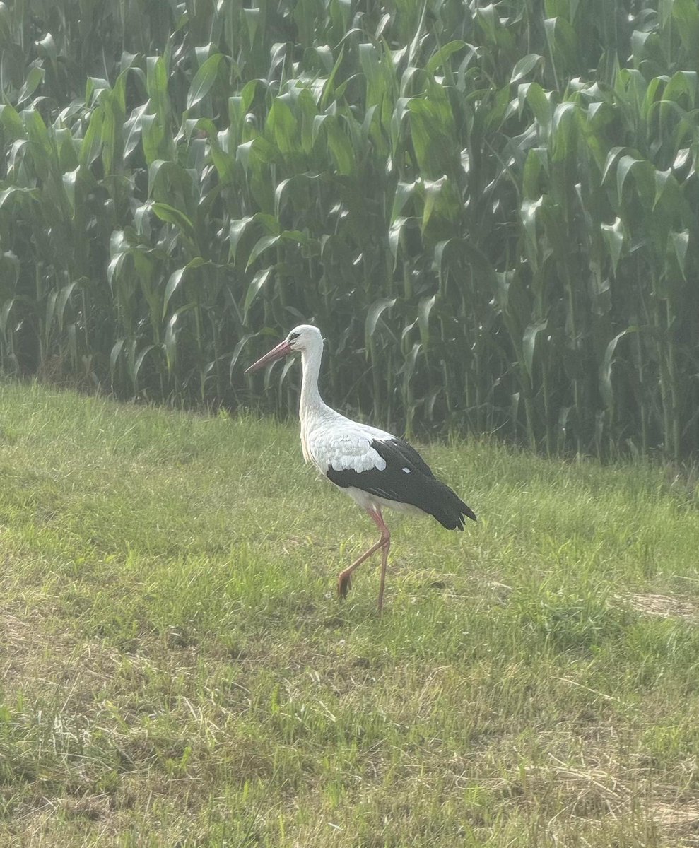 PLinLebanon's tweet image. It seems that our storks had a safe journey from #Lebanon! It is good to see them in #Poland! @polskapomoc