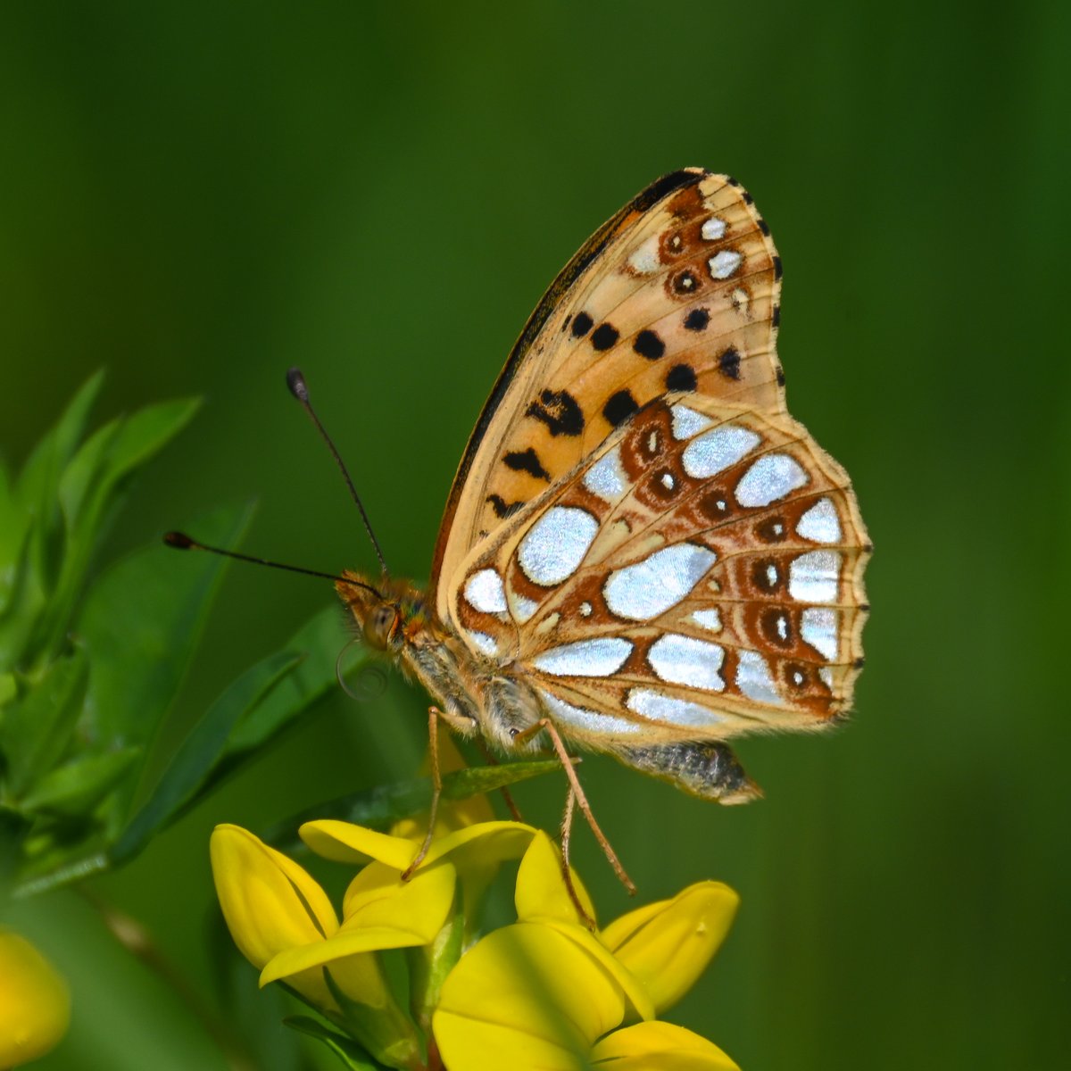 CactusFrankS's tweet image. Highlights of day 3 in the Austrian Alps (Hohe Tauern): Mountain Fritillary aberration, Purple-edged Copper, Titania's Fritillary, Queen of Spain Fritillary