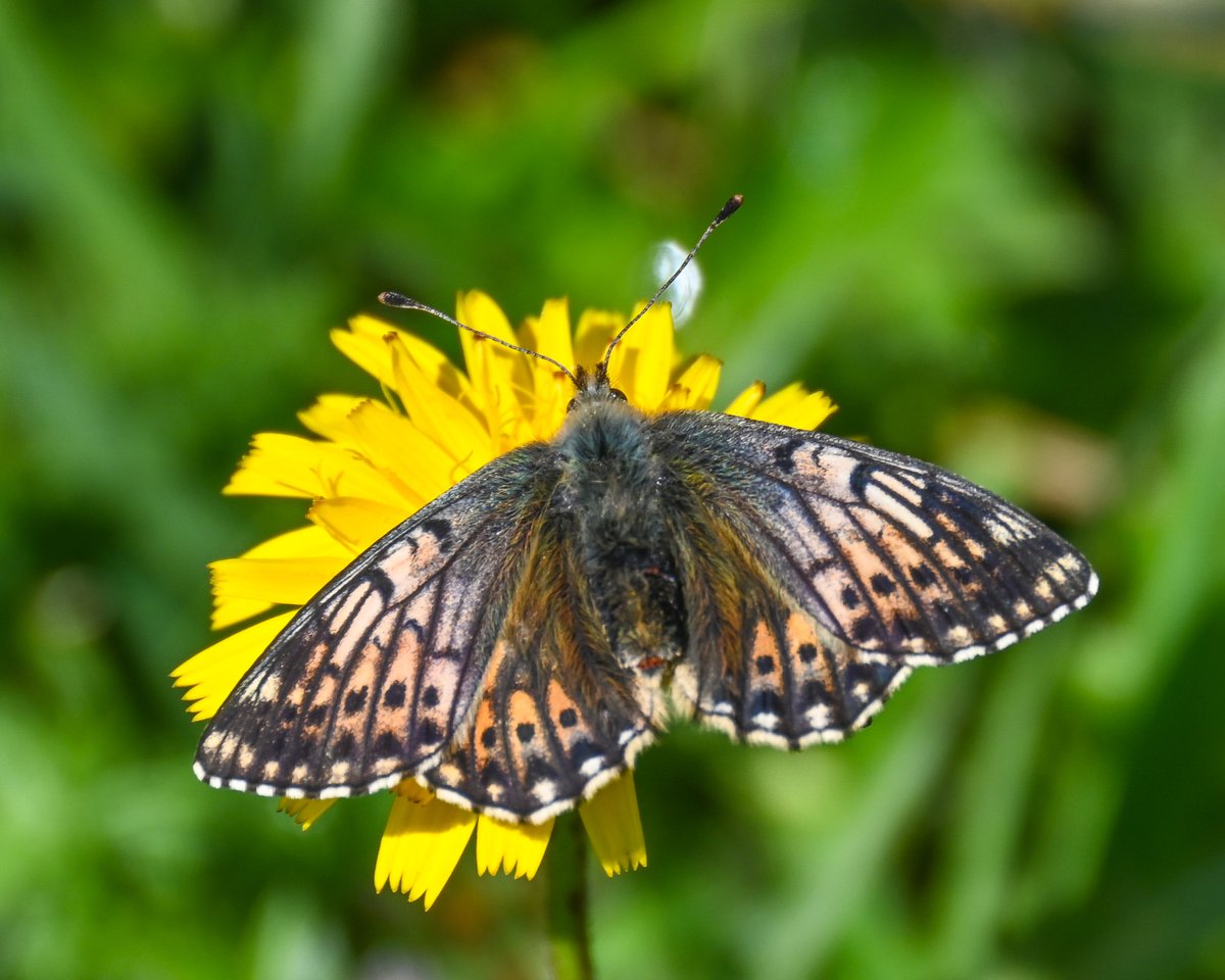 CactusFrankS's tweet image. Highlights of day 3 in the Austrian Alps (Hohe Tauern): Mountain Fritillary aberration, Purple-edged Copper, Titania's Fritillary, Queen of Spain Fritillary