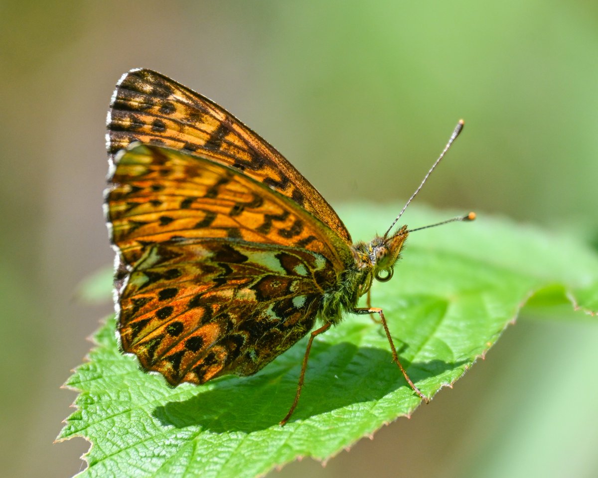 CactusFrankS's tweet image. Highlights of day 3 in the Austrian Alps (Hohe Tauern): Mountain Fritillary aberration, Purple-edged Copper, Titania's Fritillary, Queen of Spain Fritillary