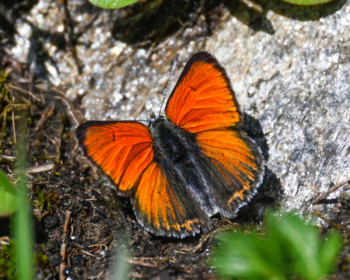 CactusFrankS's tweet image. Highlights of day 3 in the Austrian Alps (Hohe Tauern): Mountain Fritillary aberration, Purple-edged Copper, Titania's Fritillary, Queen of Spain Fritillary