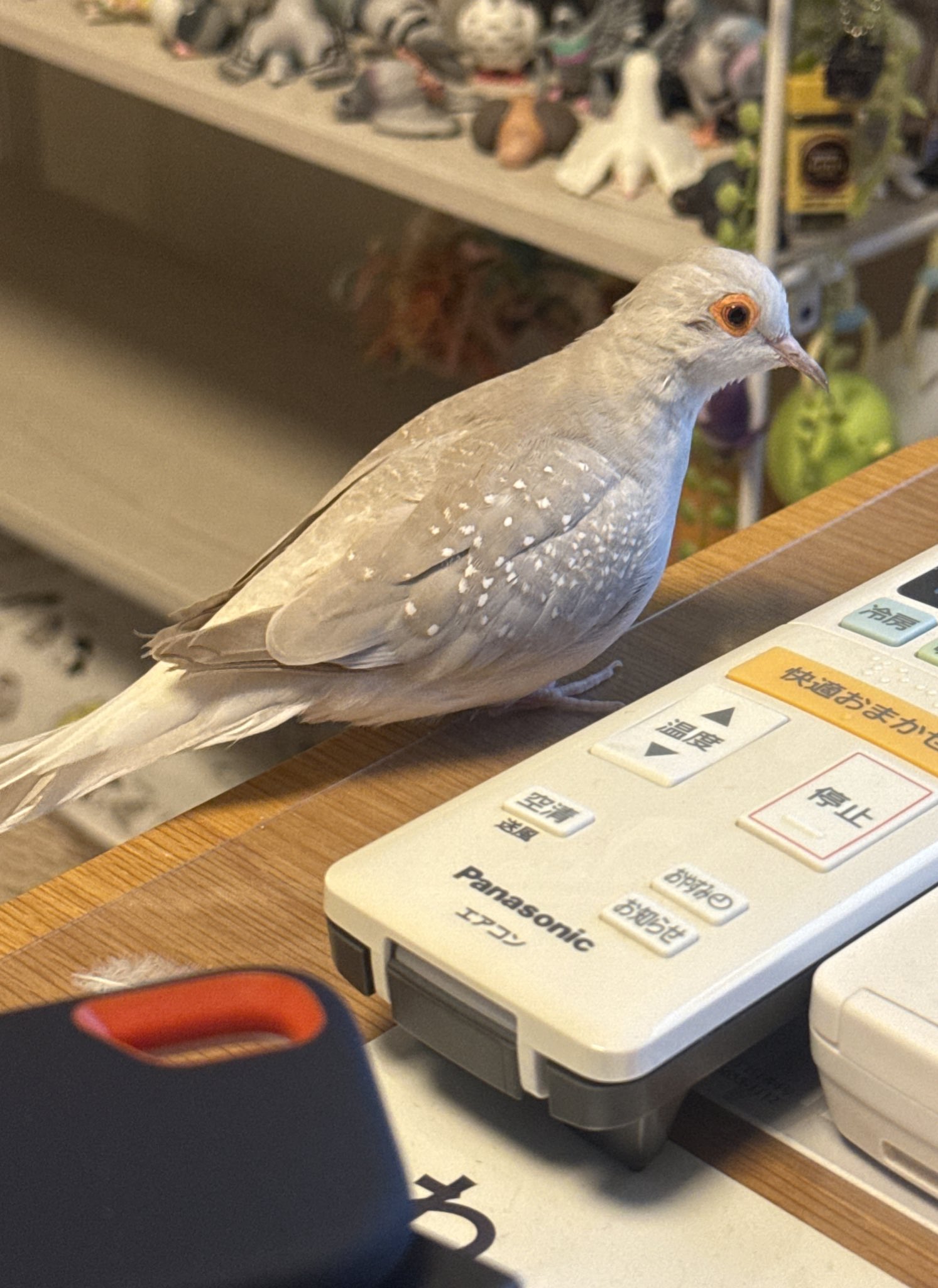 03鳩 さんぽっぽ（薄雪鳩.ウスユキバト.Geopeliacuneata.Diamonddove