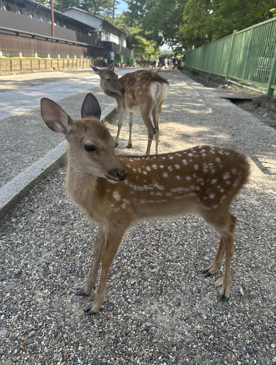 yuvAttheriskof's tweet image. Just met tyler joseph he was so nice and calm