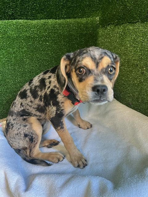 AnimaLancaster's tweet image. #A5715057
Female, blue merle Chihuahua - Smooth Coated mix
Age is unknown.
PetHarbor.com/pet.asp?uaid=L…