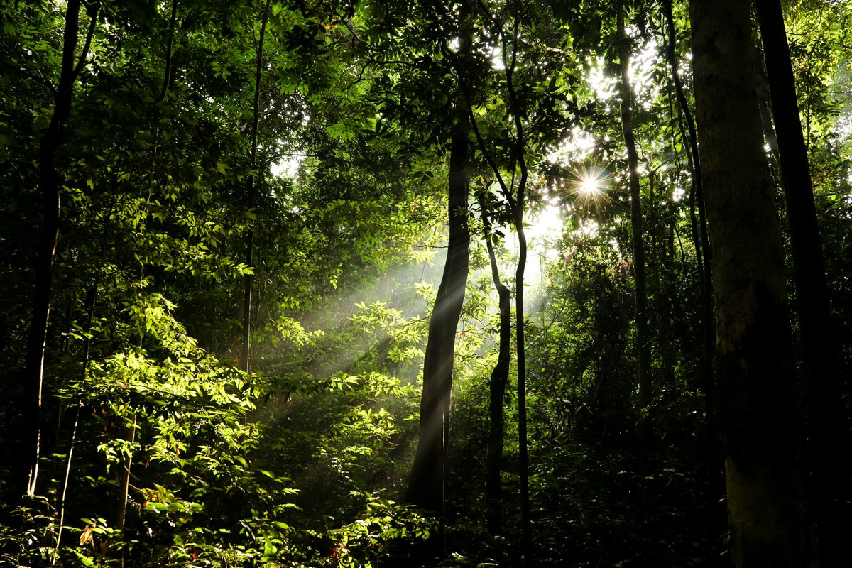 TF_Global's tweet image. What we need is the restoration of the planet.
We want healthy forests.
We want clean air.
Sustainable resources.
A livable future.
The people want real action—
🌳 and we’re going to deliver it.