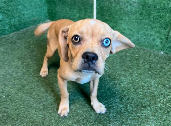 AnimaLancaster's tweet image. #A5715058
Male, tan and white Chihuahua - Smooth Coated mix
Age is unknown.
PetHarbor.com/pet.asp?uaid=L…