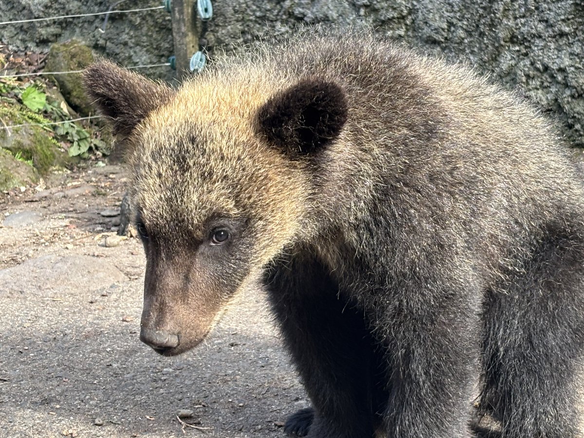 bearpark_jp's tweet image. 怒りんぼうのコリンちゃん🐻
カメラに少し緊張気味
#コリン #緊張 #子グマ
#のぼりべつクマ牧場 #クマ牧場 #登別 #エゾヒグマ #北海道
#noboribetsubearpark #noboribetsu #brownbear #hokkaido