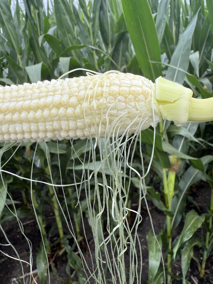 Tassel wrap is being observed across several states. Farmers in Nebraska should inspect their cornfields to ensure proper pollination.
#cornfield #Tasselwrap #Nebraska #Pollination